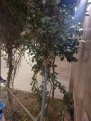 تصویر ملک