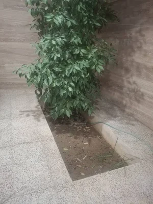 تصویر ملک
